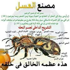 Pin By Jean On Bon A Savoir Ancient Animals Bee Islam