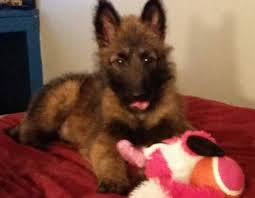 Dogs become part of our daily life and our family. Belgian Shepherd Dog Groenendael Puppies Sale Dallas Tx 308
