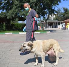 Sokak Kopegi Tumor Ameliyati Oldu