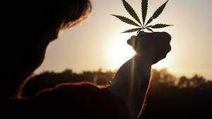 Con 82 votos a favor, 18 en. Legalizacion De La Marihuana Mexico 2021 Aprobaron Su Uso Ludico