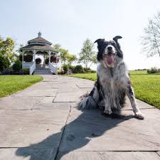 Mission Point S Bird Chasing Dog A Celebrity On Mackinac Island Dog Friends Dogs Mackinac Island