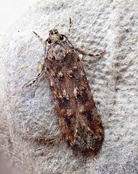 Image result for Teleiopsis diffinis