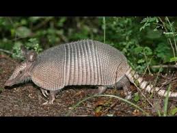 Armadillo Catch Clean Cook Do They Have Leprosy Auction Armory Armadillo Animals Mammals