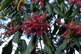 Image result for Triplaris americana