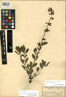 Image result for Syncolostemon welwitschii