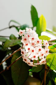 Image result for hoya plant flower