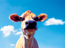 See more ideas about animals, animal wallpaper, baby animals. 37 Funny Farm Animals Wallpapers On Wallpapersafari