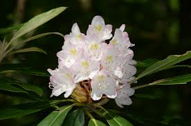 Image result for Rhododendron