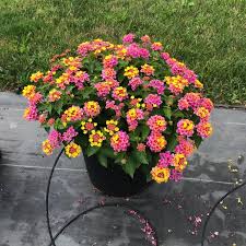 Image result for Lantana rugosa