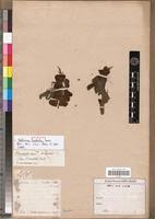 Image result for Salvinia hastata