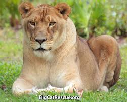 Take a day tour of big cat rescue. Big Cat Rescue Corp Reviews And Ratings Tampa Fl Donate Volunteer Review Greatnonprofits