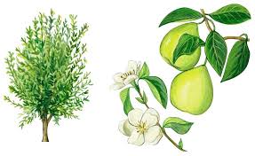 4.5 out of 5 stars (19,208) $ 3.00. Quince Tree Drawing By Anonymous