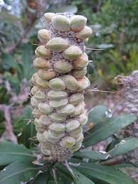 Banksia Integrifolia With New Seedpods Seed Pods Trees To Plant Herb Seeds