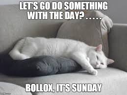 Image result for sunday cat meme
