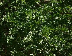 Image result for Dovyalis afra