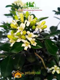 Maybe you would like to learn more about one of these? Jual Tanaman Bibit Kemuning Grosir Dan Eceran Di Purworejo