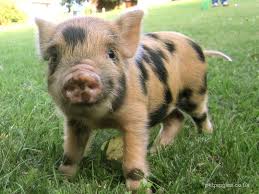 Buy piggin pigs and get the best deals at the lowest prices on ebay! Tiger A Little Micro Pig Boar Who Is Soon To Become A Daddy For The First Time Check Out Our Micro Pig Website Www Petpiggies Pet Pigs Cute Piglets Cute Pigs