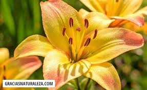 29 flores de Primavera impresionantes: Fotos, nombres y más