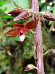 Image result for Eulophia obscura