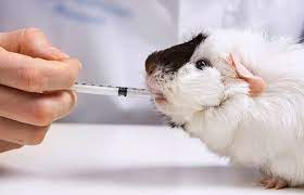 Check spelling or type a new query. Alternativas Experimentales Al Uso De Animales En Laboratorios Gaceta Unam