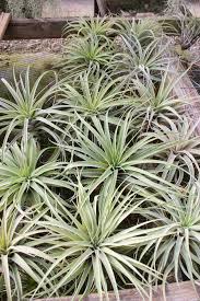 Image result for Phragmanthera capitata