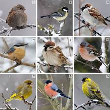 Sans leurs chants ni leur présence dans les arbres, les arbustes de haie ou au sol, le jardin paraît bien morne. Les 27 Et 28 Janvier 2018 Grand Week End National De Comptage Des Oiseaux Des Jardins Nature D Ici Et D Ailleurs