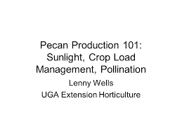 Pecan Production 101 Sunlight Crop Load Management
