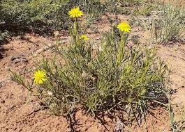 Image result for Hirpicium gazanioides