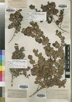 Image result for Eugenia aschersoniana