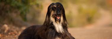 This is her photograph and show record page. Afghan Hound Dog Breed Facts And Personality Traits Hill S Pet