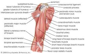 The superficial back muscles are situated underneath the skin and superficial fascia. Arm Definition Bones Muscles Facts Britannica
