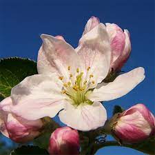 Each blossom has five petals. Apple Blossom Flower Essence Handcrafted In Newport Ri