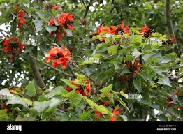 Image result for Erythrina lysistemon