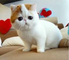 Hangi Cins Kedi Senin Ruh Ikizin Onedio Com