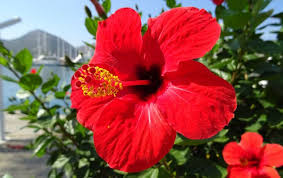 Hibiscus Ou Althea Hibiscus Syriacus Plante Taille Entretien Arrosage Coiffure Cheveux Naturels Hibiscus Rosa Sinensis