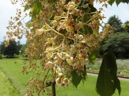 Image result for Firmiana