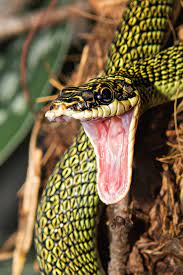 Ornate Flying Snake Snake Reptiles And Amphibians Colorful Snakes