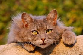 Atendemos a las necesidades específicas de perros, gatos y sus dueños. 5 Beneficios De La Peluqueria Felina Cuidar Gatitos Fotos Razas Gatos