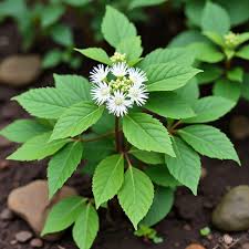 Image result for Rinorea