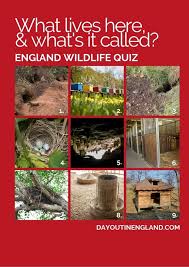 Whether you have a science buff or a harry potter fanatic, look no further than this list of trivia questions and answers for kids of all ages that will be fun for little minds to ponder. Big England Wildlife Quiz 50 Questions Answers Day Out In England