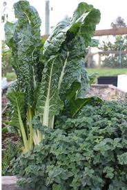 Maybe you would like to learn more about one of these? Vegetable Garden Planting Guide