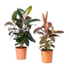 Ficus Elastica Potted Plant Assorted Buy Here Ikea Plants Easy Care Plants Ficus