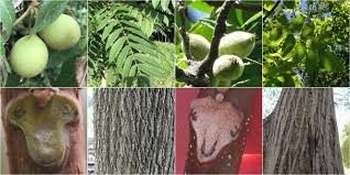 If you are lucky enough to have one of these gorgeous white walnut trees, you may be wondering when and how to harvest butternut trees? Eastern Black Walnut Vs Butternut Identification Bplant Org