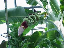 Image result for Musa acuminata