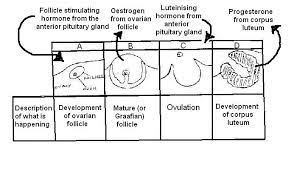 The Anatomy And Physiology Of Animals Reproductive System Worksheet Worksheet Answers Wikieducator