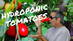 Mike Vanduzee Youtube Hydroponic Tomatoes Hydroponics Diy Hydroponic Gardening Diy