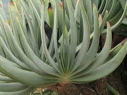 Aloe plicatilis (this plant comes in a 3.5 inch pot. Kumara Plicatilis Fan Aloe World Of Succulents