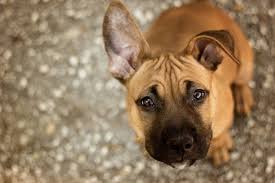 They are very social and gentle so, most of all, if you're considering getting a native american indian dog, you should be an active. These Are The Most Quintessentially American Dog Breeds