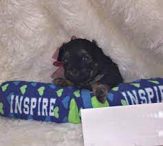 Teacup puppies and boutique is south florida's luxury teacup and toy puppy boutique. Maltipoo Puppies For Sale In Jacksonville Florida Classified Americanlisted Com