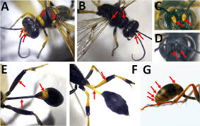 Image result for Scepocarpus